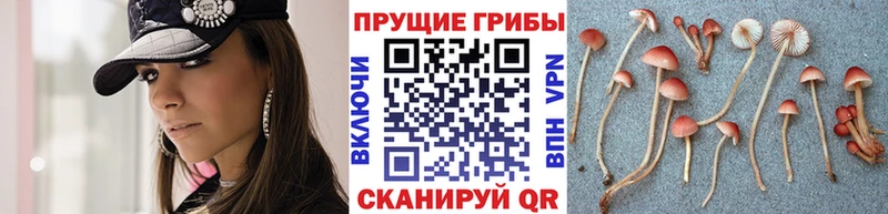 наркотики  Пучеж  hydra ТОР  Галлюциногенные грибы прущие грибы 